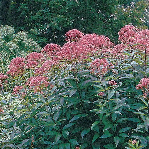 Joe-Pye Weed Seeds - Image 3