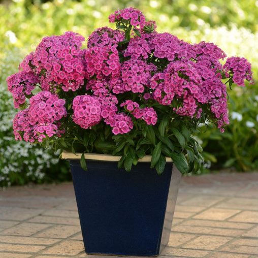 Jolt Pink Dianthus Seeds - Image 3