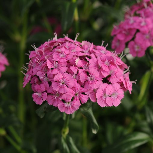 Jolt Pink Dianthus Seeds - Image 4