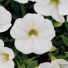 Kabloom White Calibrachoa Seeds