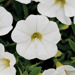 Kabloom White Calibrachoa Seeds