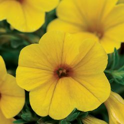 Kabloom Yellow Calibrachoa Seeds