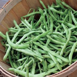 Kentucky Blue Bean Seeds