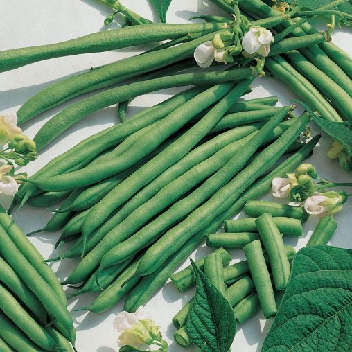 Kentucky Blue Bean Seeds - Image 3