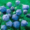 Komachi Balloon Flower Seeds