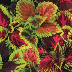 Kong Empire Mix Coleus Seed