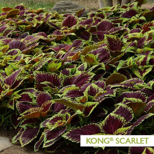 Kong Empire Mix Coleus Seed - Image 3