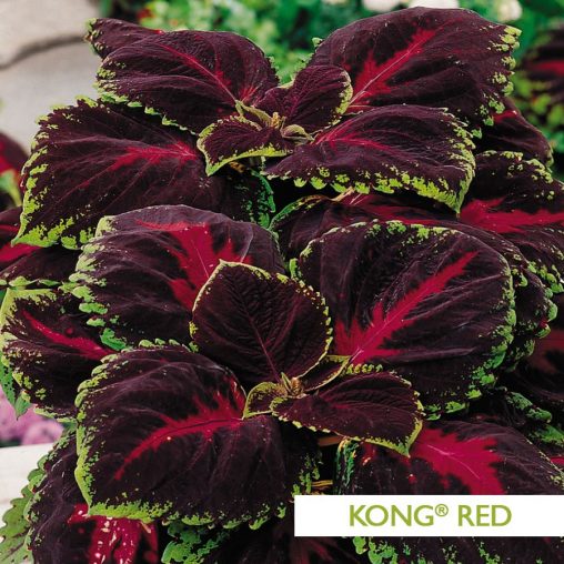 Kong Empire Mix Coleus Seed - Image 4