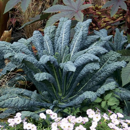 Lacinato Kale Seeds