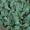 Lamb's Ear Seeds