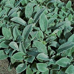 Lamb's Ear Seeds