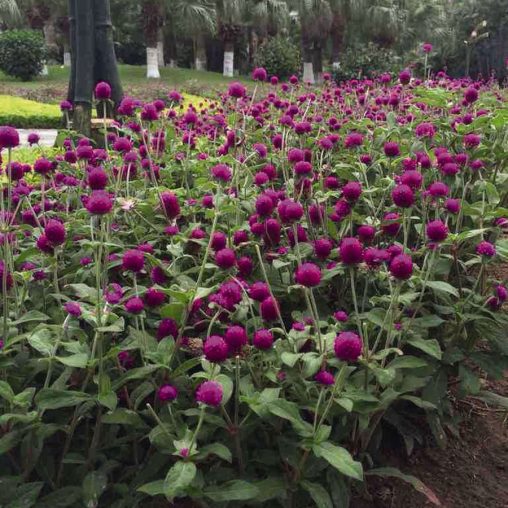 Las Vegas Purple Gomphrena Seeds - Image 3