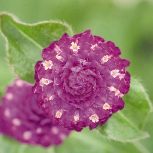 Las Vegas Purple Gomphrena Seeds - Image 4