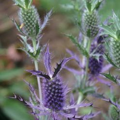 Leavenworth Eryngo Seeds
