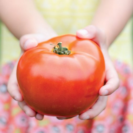 Legacy Tomato Seeds - Image 3