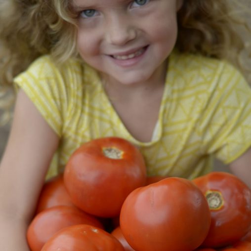 Legacy Tomato Seeds - Image 4