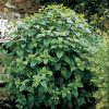 Lemon Balm Seeds