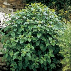 Lemon Balm Seeds
