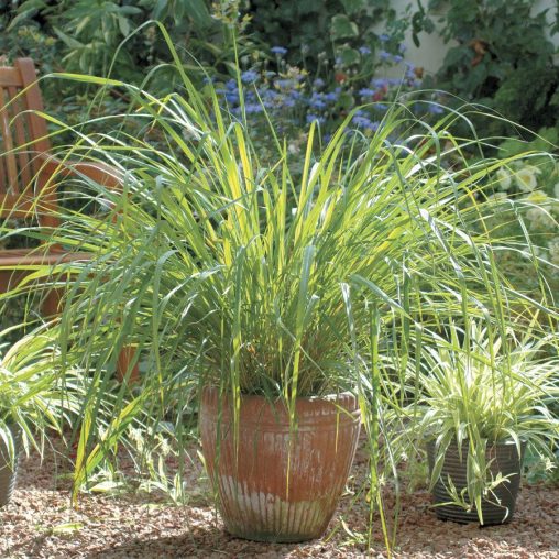 Lemongrass Seeds - Image 3