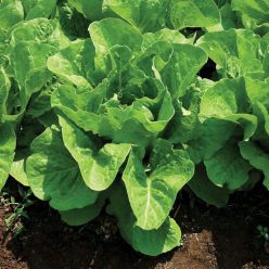 Lettuce Super Jericho