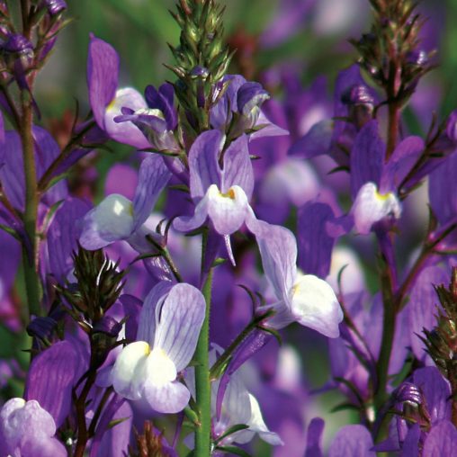 Licilia Azure False Snapdragon Seeds - Image 3