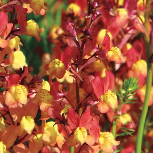 Licilia Peach False Snapdragon Seeds - Image 3