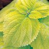 Limelight Giant Exhibition Coleus Seeds