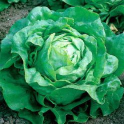 Little Gem Lettuce Seeds