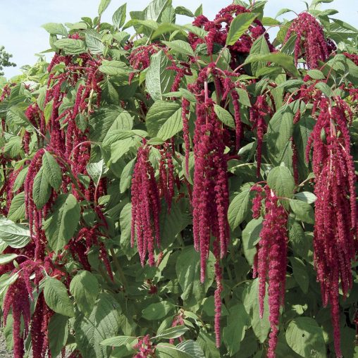 Love-Lies-Bleeding Seeds - Image 2