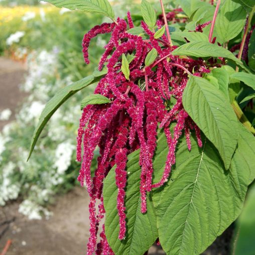 Love-Lies-Bleeding Seeds - Image 3