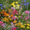 Low Growing Seed Mixture