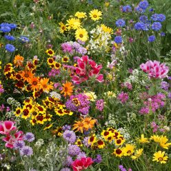 Low Growing Seed Mixture