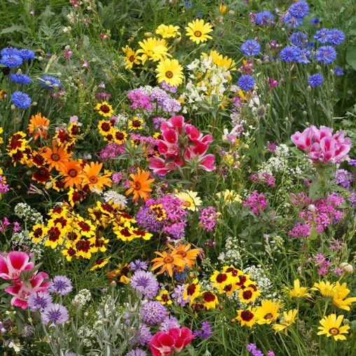 Low Growing Seed Mixture