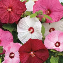 Luna Mix Rose Mallow Seeds