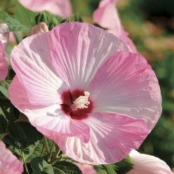 Luna Pink Swirl Rose Mallow Seeds