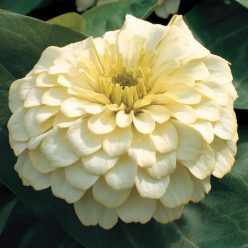 Magellan Ivory Zinnia Seeds