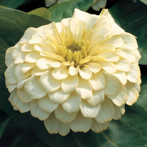 Magellan Ivory Zinnia Seeds
