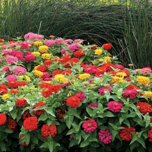 Magellan Mix Zinnia Seeds - Image 2