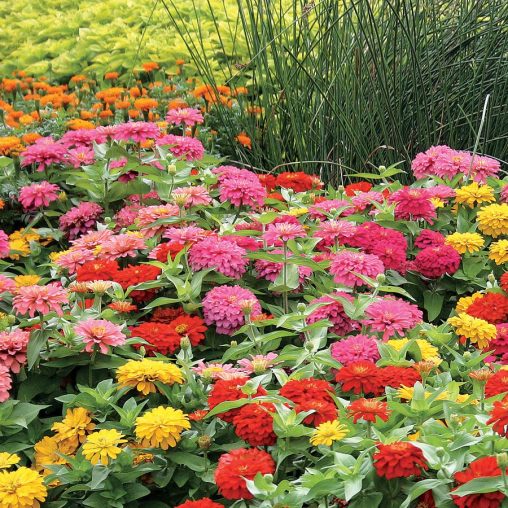 Magellan Mix Zinnia Seeds - Image 3