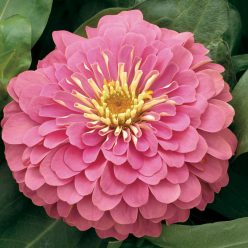 Magellan Pink Zinnia Seeds
