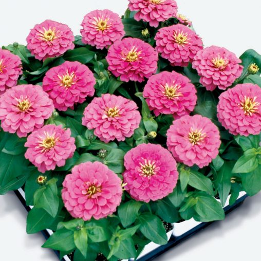 Magellan Pink Zinnia Seeds - Image 3