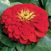 Magellan Scarlet Zinnia Seeds