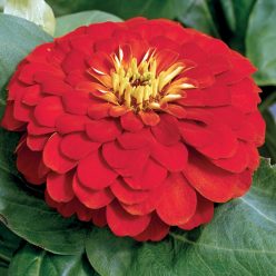 Magellan Scarlet Zinnia Seeds