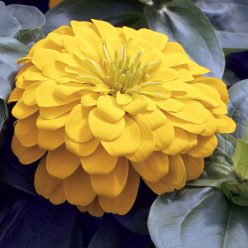 Magellan Yellow Zinnia Seeds