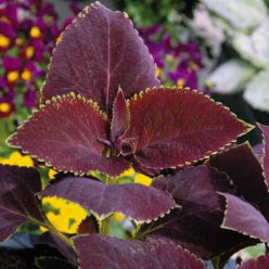Magma Giant Exhibition Coleus Seeds