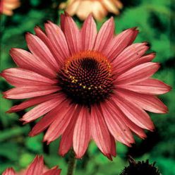 Magnus Coneflower Seeds