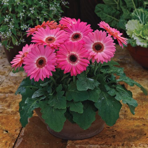 Majorette Pink Halo Gerbera Daisy Seeds - Image 2