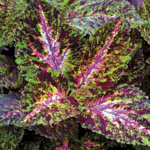 Marble Giant Exhibition Coleus Seeds - Image 3