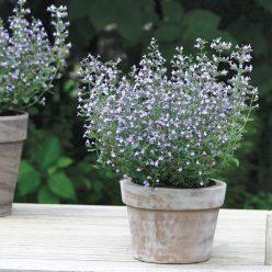Marvelette Blue Calamint Seeds