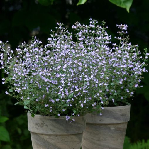 Marvelette Blue Calamint Seeds - Image 3